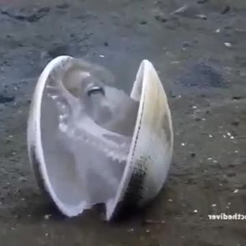 Amazing octopus What a beautiful octopus when he enters his house