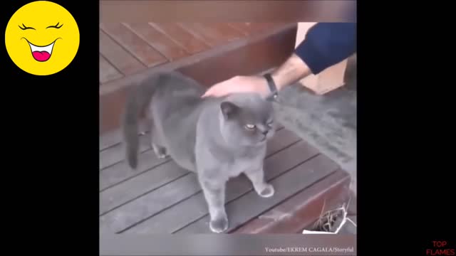 Dog Vs Cat funny meme video (try not to laugh challange)