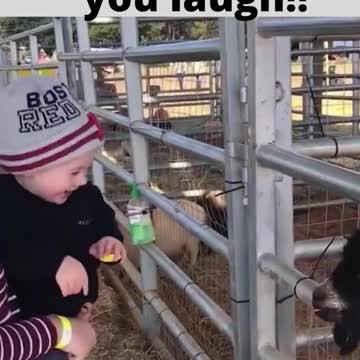 a goat can always make you laugh!!
