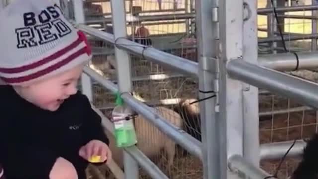 a goat can always make you laugh!!