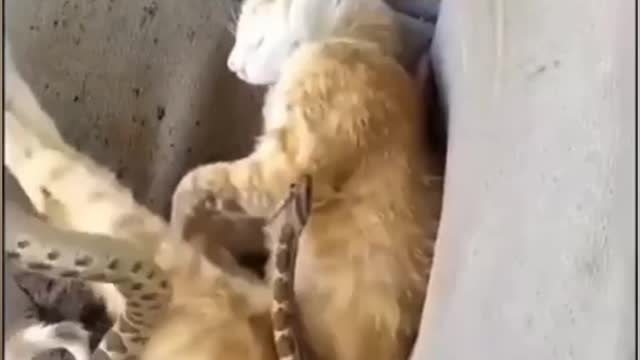 Cat wakes up to see rattlesnake playing with him