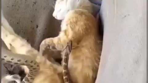 Cat wakes up to see rattlesnake playing with him