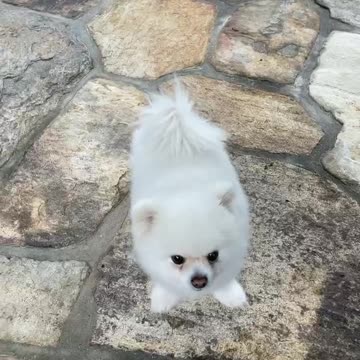 20210614文贵先生GETTR²：Snow