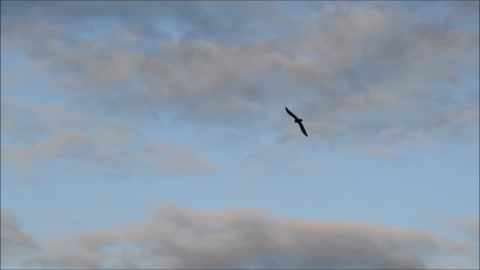 Bird fighting the wind in slow-motion!