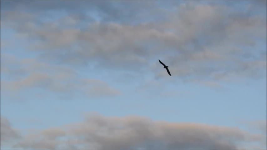 Bird fighting the wind in slow-motion!