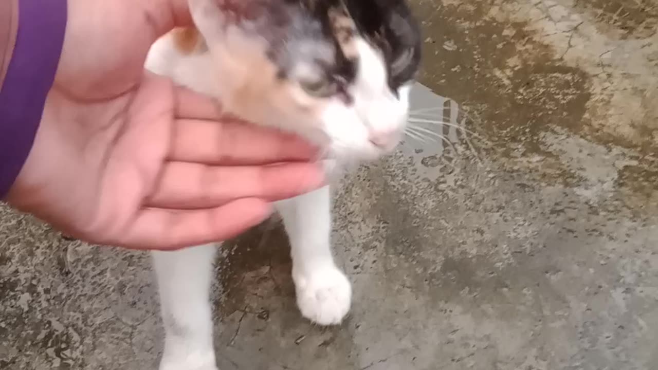 Adorable cat