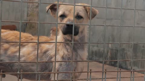 Portrait of sad dog in shelter behind fence waiting to be rescued and adopted to new home