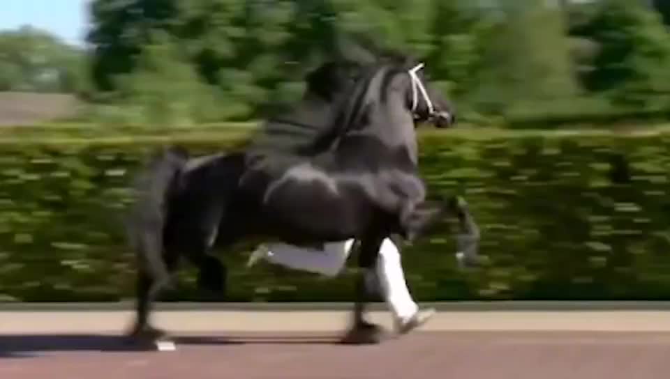 Horse walking explosive card point series, music rang play essence appearance, see again laugh again
