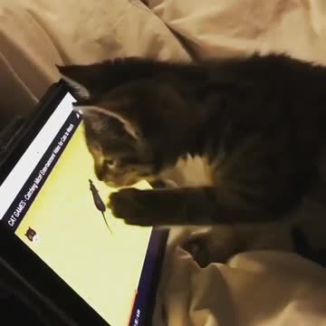 Catching this mouse almost impossible