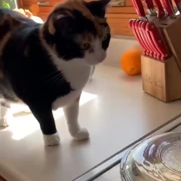 The cat watches the bacon being fried