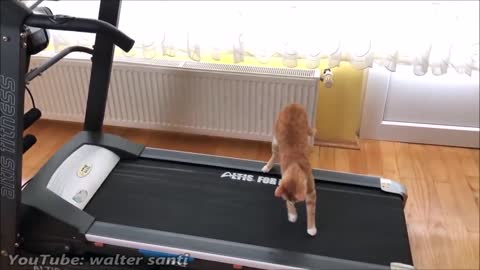 Cat's Reaction to Treadmill !!