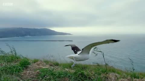 Albatrosses Use Their Nostrils To Fly | Nature's Biggest Beasts | BBC Earth