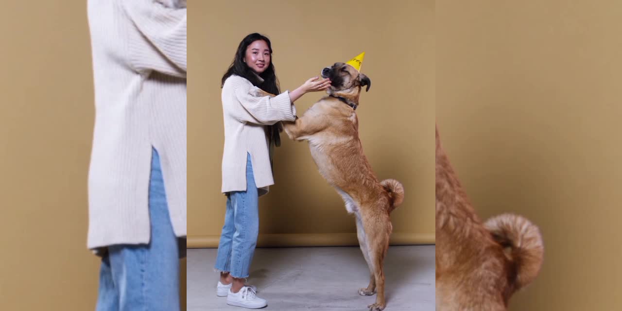 Very amazing dogs training by lovely girl. Girl is tired to train to dog.