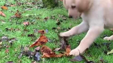 Cute dog