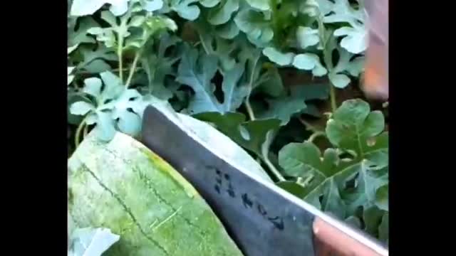 Ninja fruit cutting technique