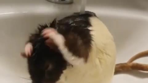 the rat is washing