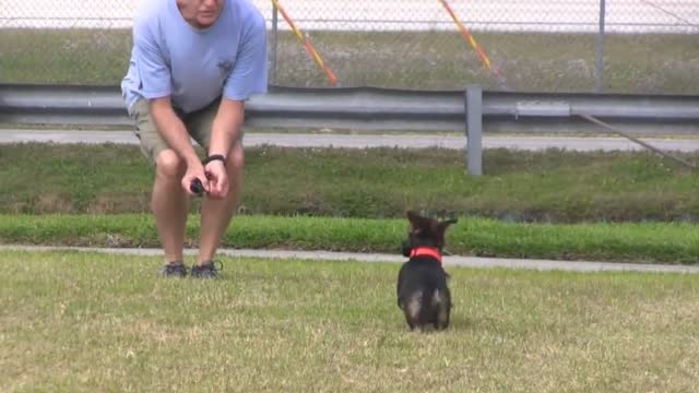 Dog Training Video