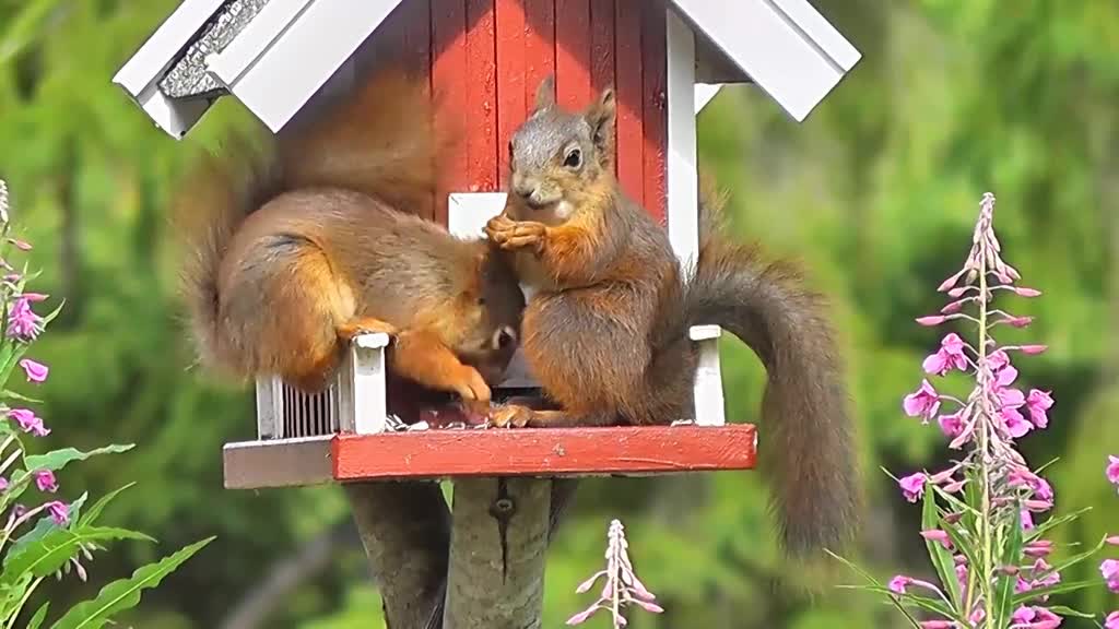 Hungry Squirrel EatingHazelnuts