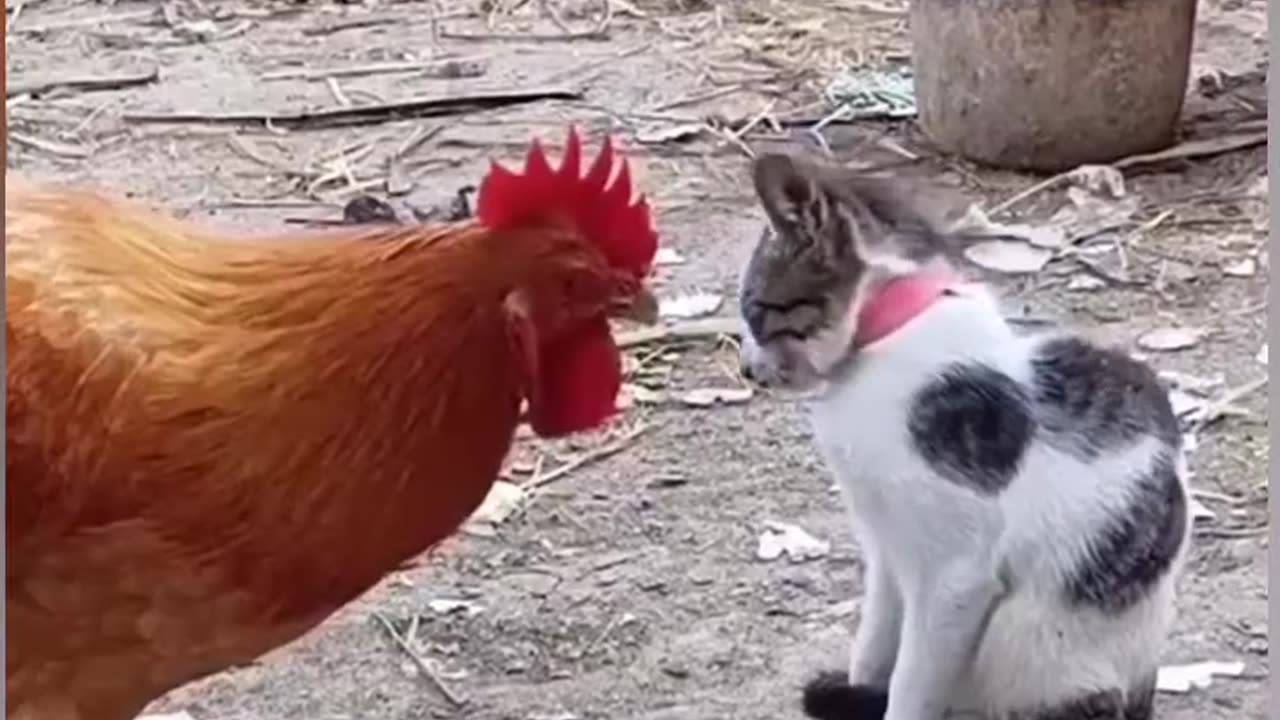 Funny Cats Video 😹 Funny Animal Video