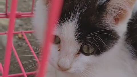 Very cute kittens and animals