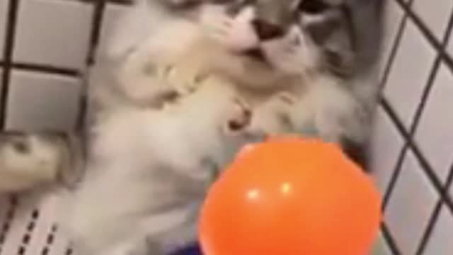 Best Funny Animal Videos - Funny Animals