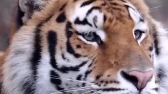 Yawning tiger