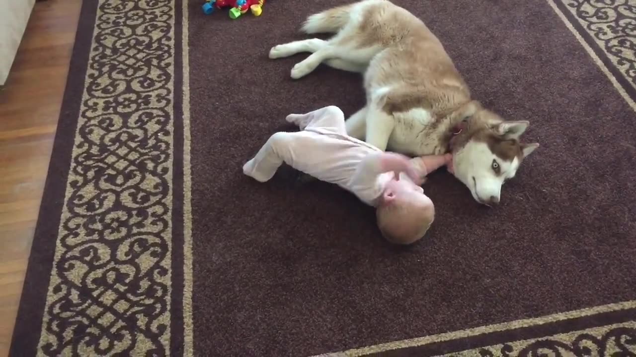 Siberian Husky Gently Plays With A Baby