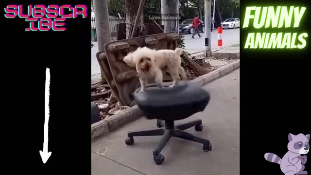 funny dog