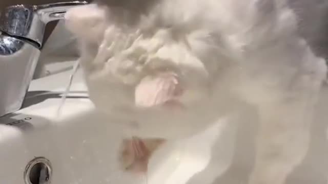 Funny cats video