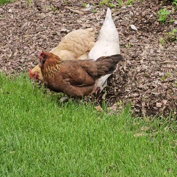 OMC! Happy hunting flock! Peck & scratch worm hunting hens! Brownie and Whitey included! #shorts