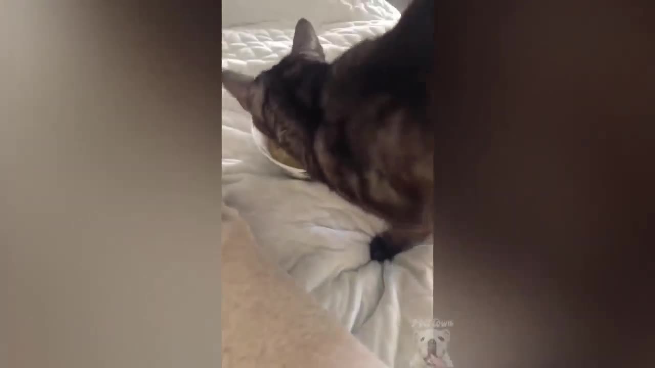 That Moment When Your Funny Cat Wouldn't Eat