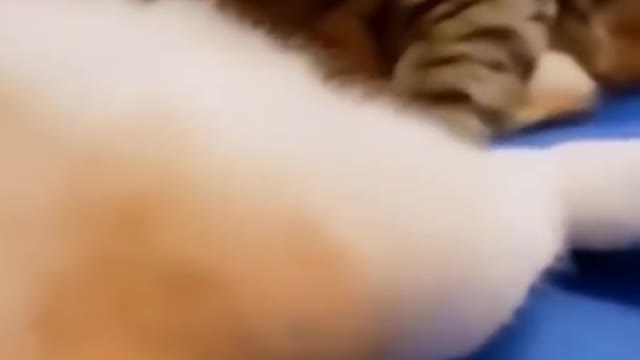 Funny Videos Funny animals