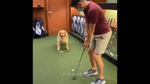 Cute puppies 😍 Cute funny and funny #1