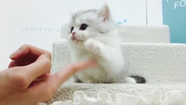 Munchkin cat (short leg' lovely cat)😍