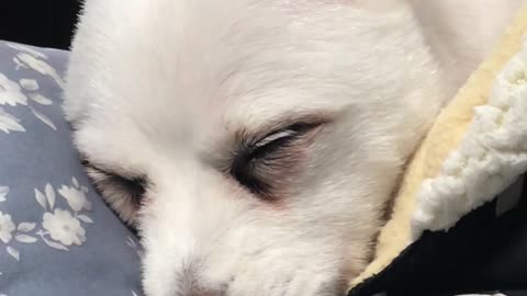 a cute sleeping puppy :)