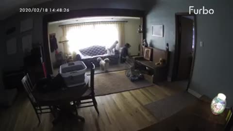 Best Dog saved from a seizure through Furbo Dog Camera