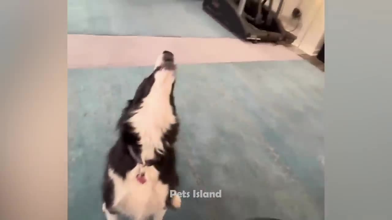 Funny And Cute Dogs Videos 🐶 - Funniest Animals Compilation 2023.