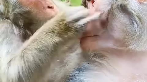 Monkey Funny Video