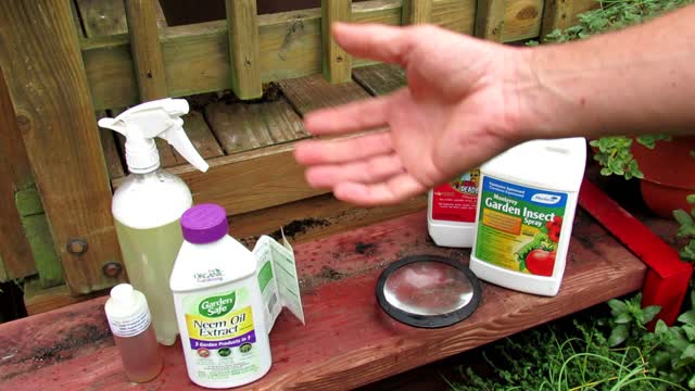 How to Use Neem Oil in the Vegetable Garden for Chewing Insects: Recipe Mix