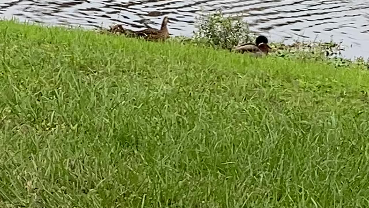 Donald Trump’s 3rd Term and Ducks