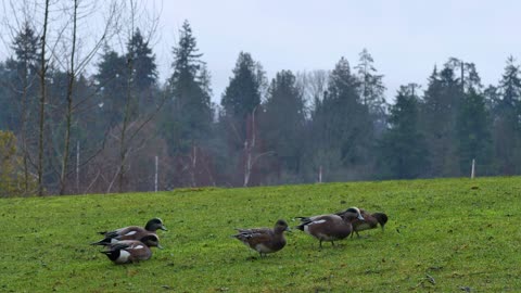 Ducks in a meadow during an afternoon