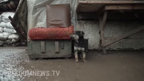 "Ukrainian soldiers spot freezing puppy alone outside,