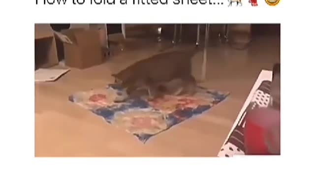 Funny Video Cat can fold a fitted sheet