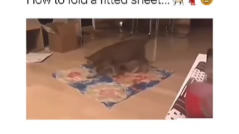 Funny Video Cat can fold a fitted sheet