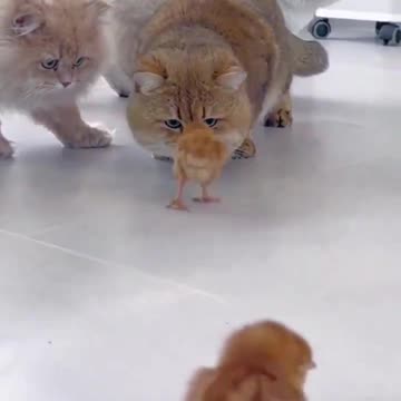 Are these foods?🤣