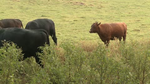 Cows Grazing Timelapse