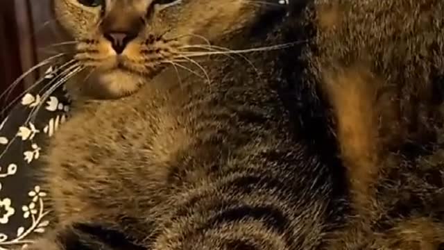 The kitten also has something on her mind, but she won't post it in the circle of friends