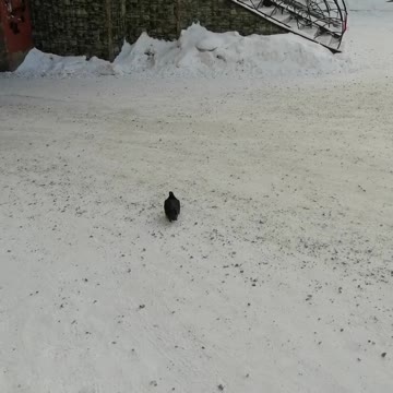 Pigeons in the winter afternoon.