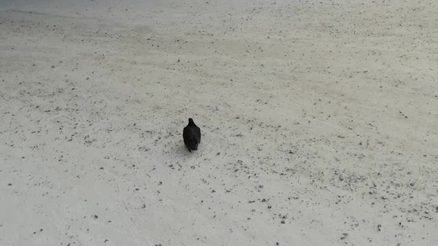 Pigeons in the winter afternoon.