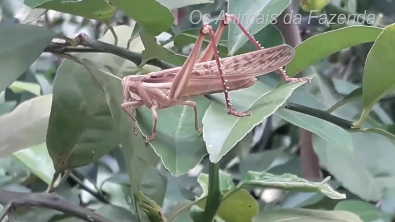 naturaleza, paisaje natural, saltamontes